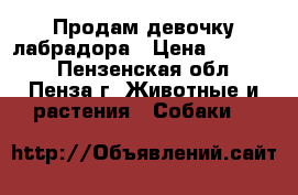 Продам девочку лабрадора › Цена ­ 10 000 - Пензенская обл., Пенза г. Животные и растения » Собаки   